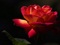 زیباترین عکس گل رز دنیا